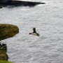 Puffin And Sandeels, Foula